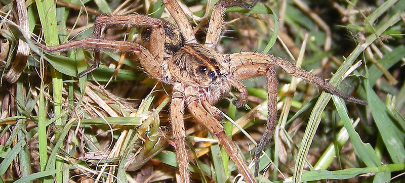 Illustration for article titled This Is How to Find the Spiders That Are Staring At You in the Dark